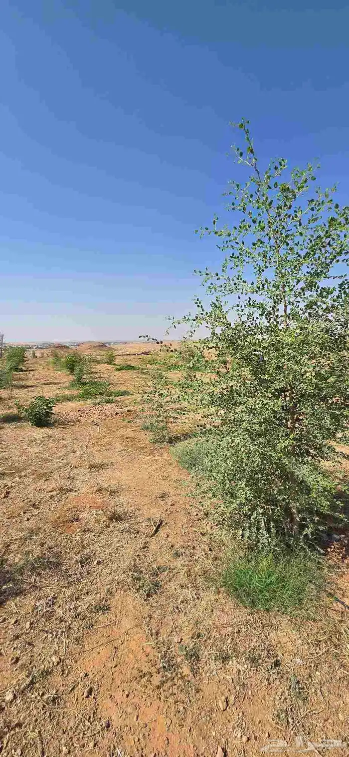 اشجار سدر وكين وحمضيات و قرض 1