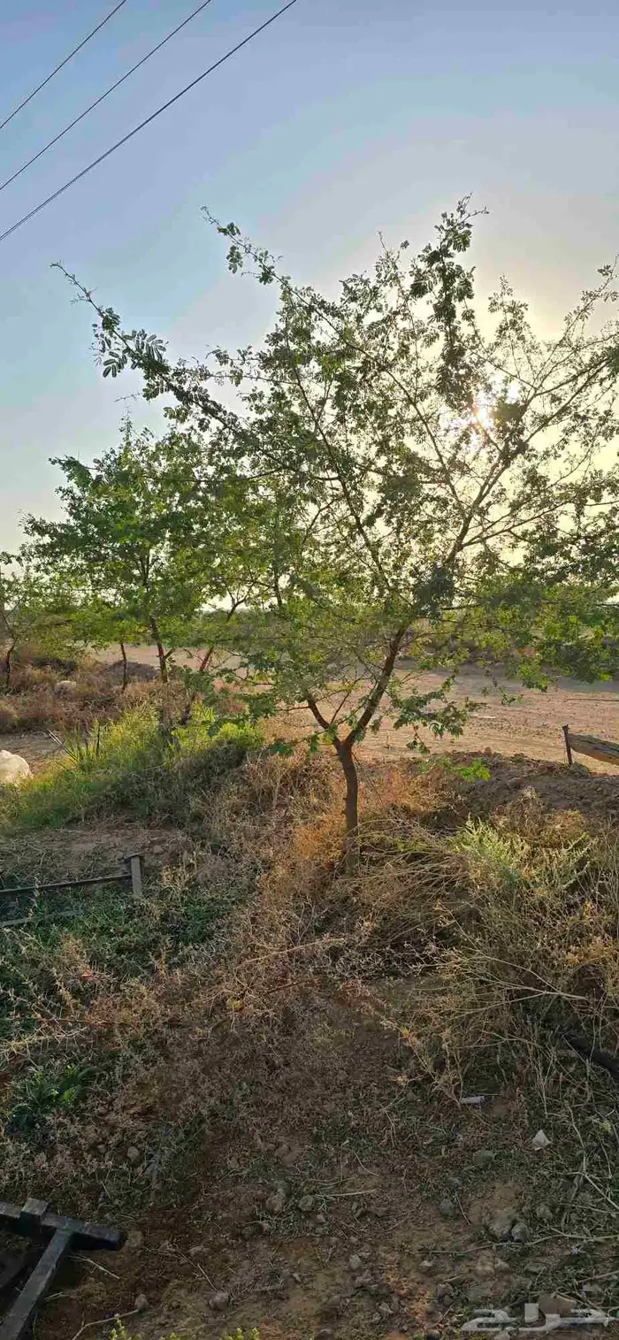 اشجار سدر وكين وحمضيات و قرض 3