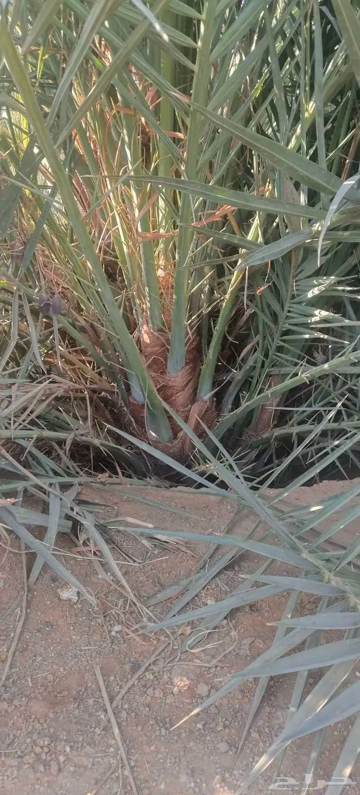 فسايل نخيل للبيع فروخ حيش 4