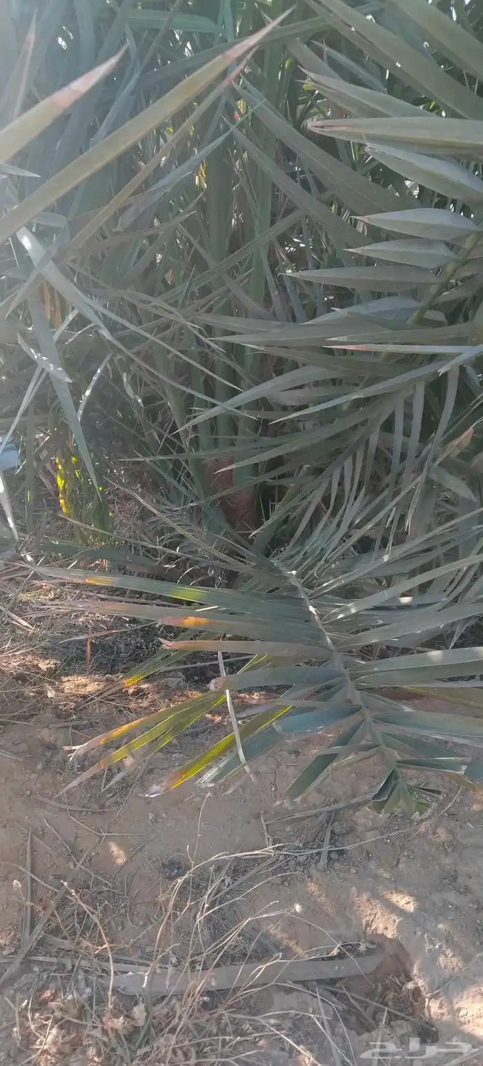 فسايل نخيل للبيع فروخ حيش 5