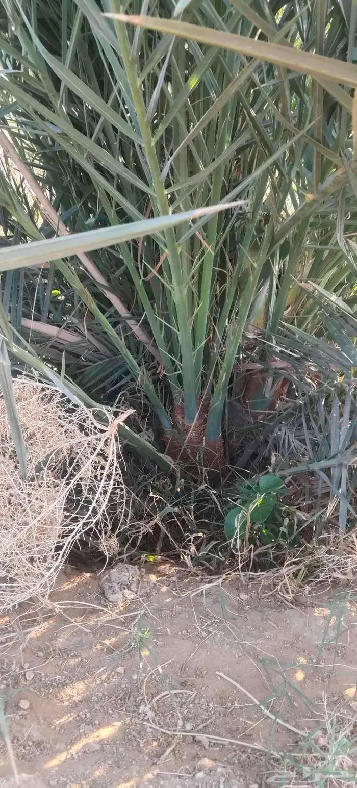 فسايل نخيل للبيع فروخ حيش 6