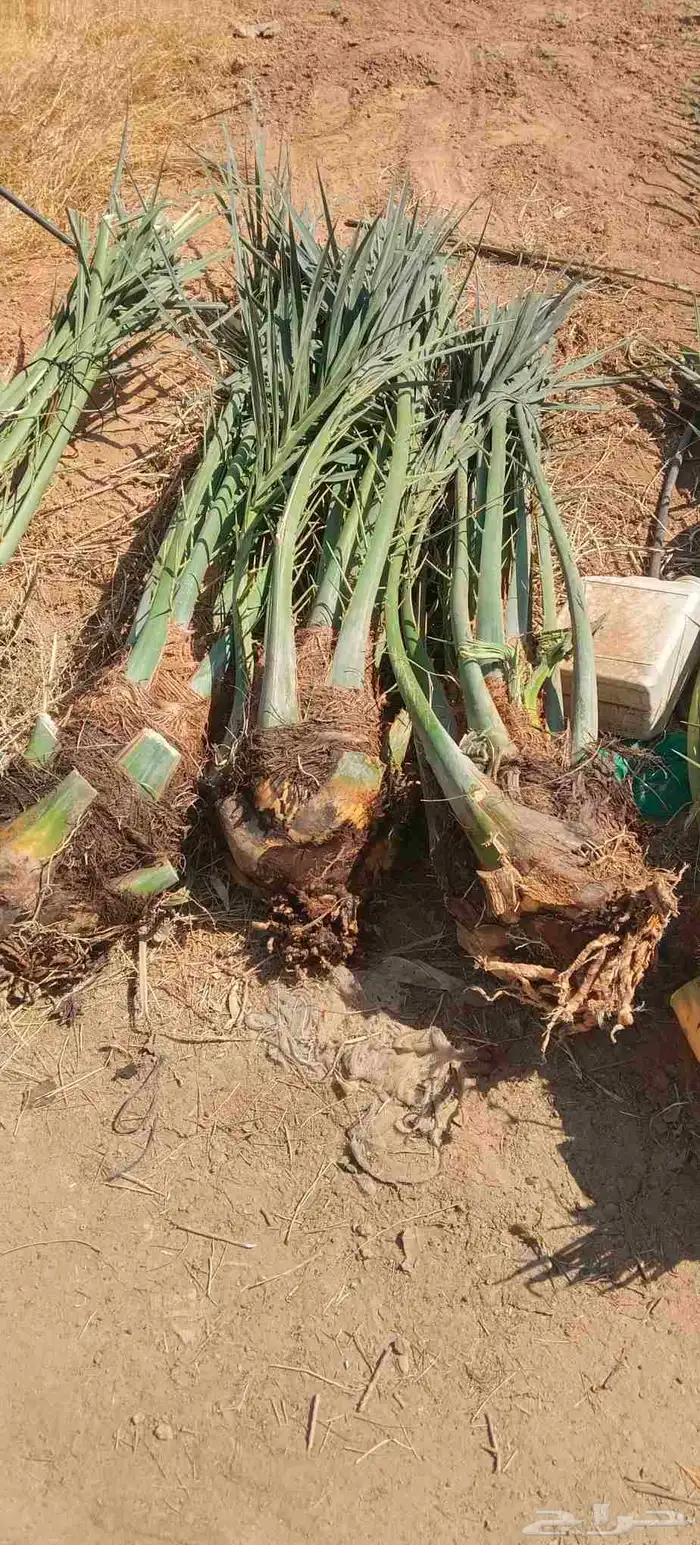 فسايل نخيل للبيع فروخ حيش 0
