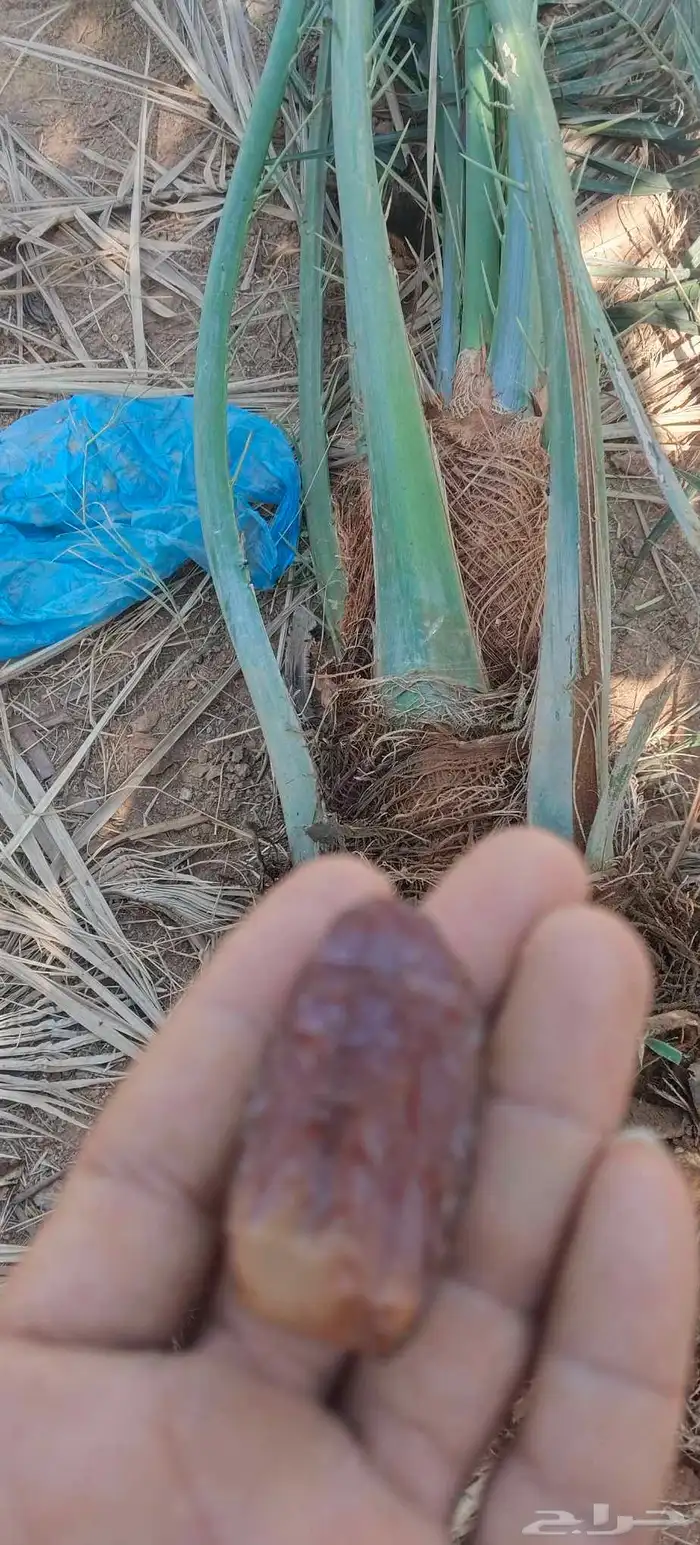 فسايل نخيل للبيع فروخ حيش 3