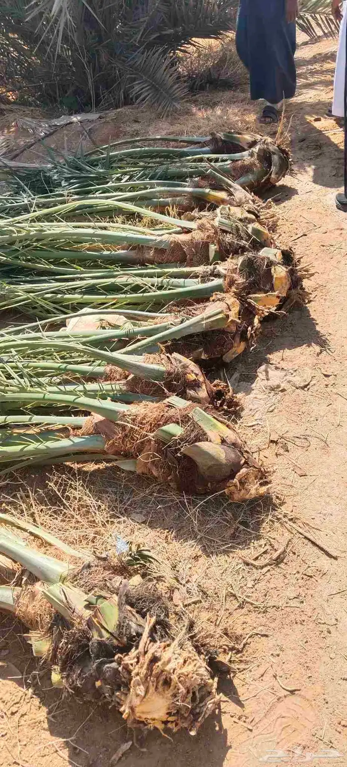 فسايل نخيل للبيع فروخ حيش 2