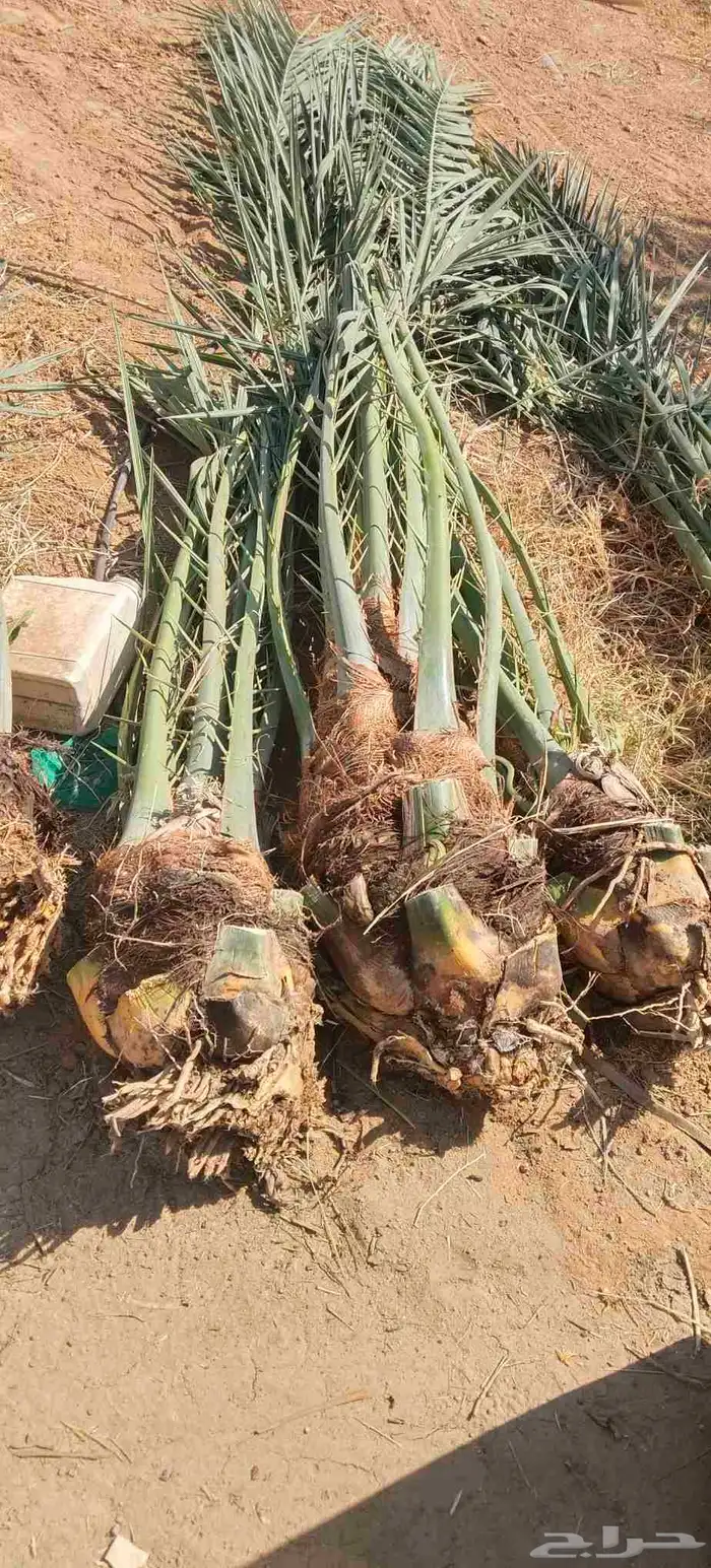 فسايل نخيل للبيع فروخ حيش 1