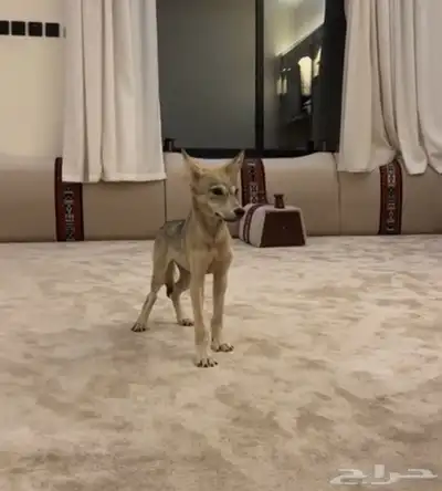 مطلوب جرو ذيب عمر اقل من شهر الموقع الطايف 0