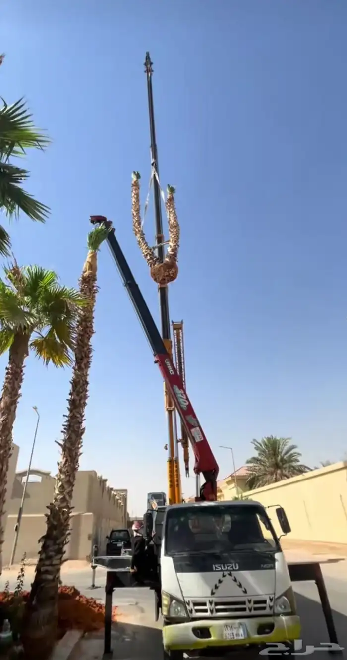 نخيل عربي واشنطن زينة برحي اخلاص سكري جميع المقاسات 1