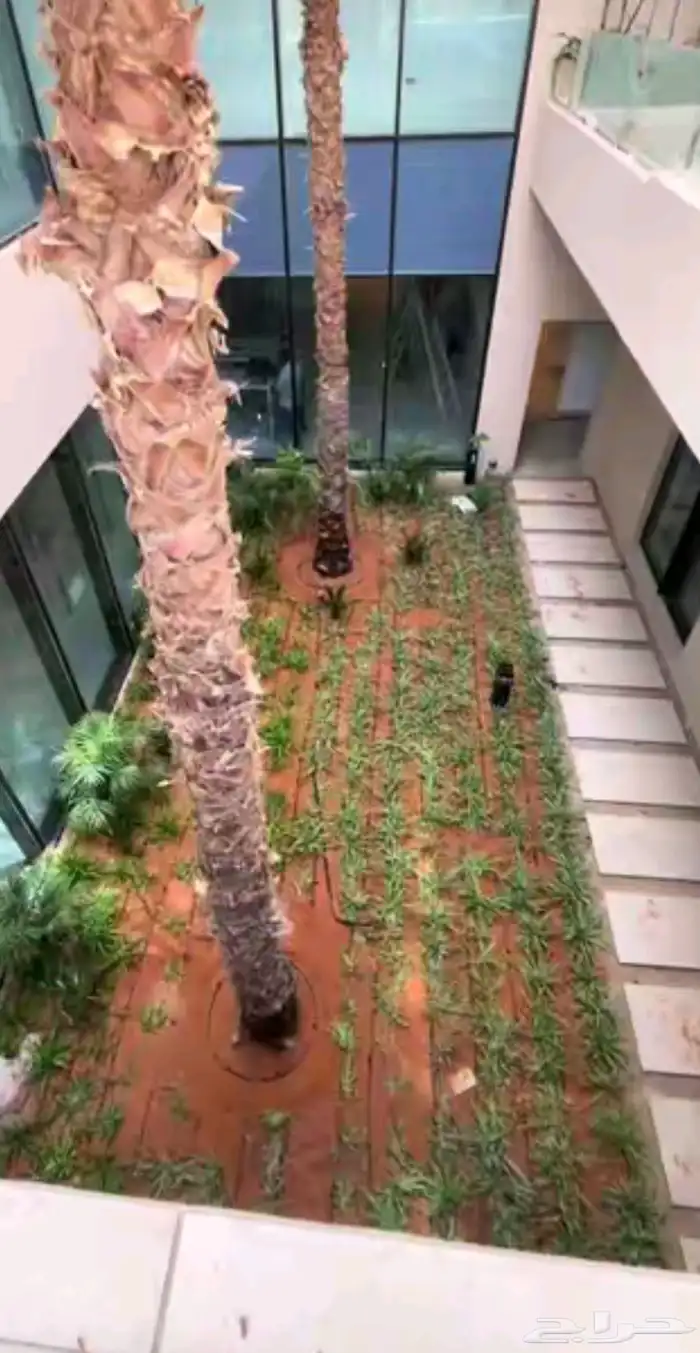 نخيل عربي واشنطن زينة برحي اخلاص سكري جميع المقاسات 7