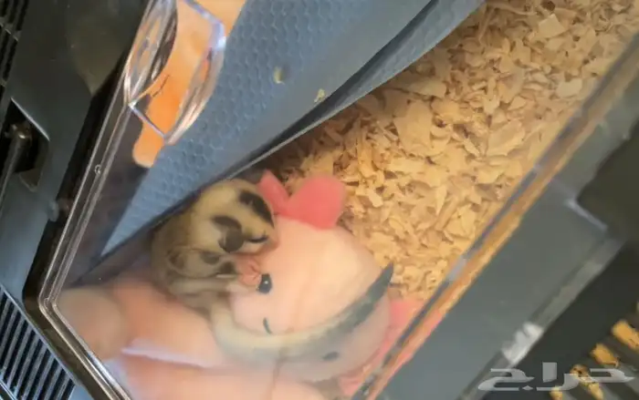 شوقر قلايدر عمر 3 شهور انثى 2