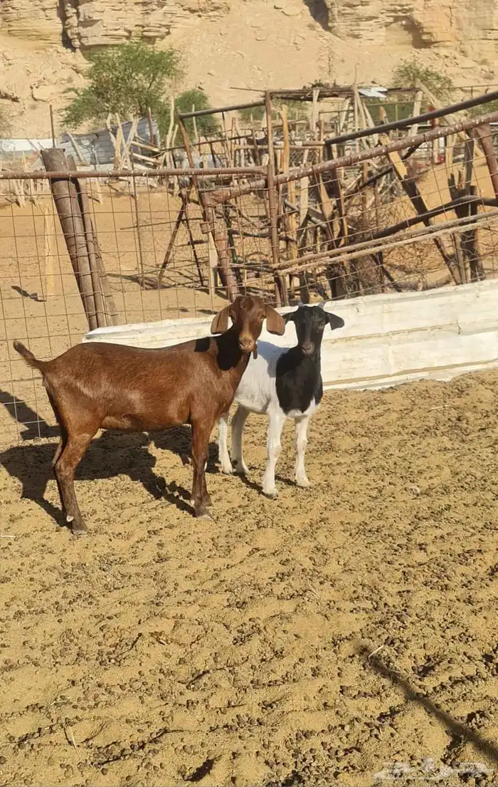 جفار هجين بورقوت ومورسيانو جفار حلوه ونظيفة 0