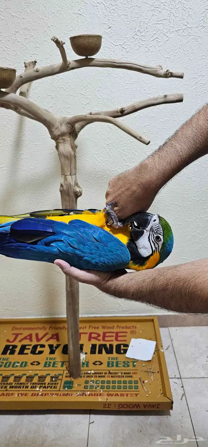 مكاو بلو اند قولد 7