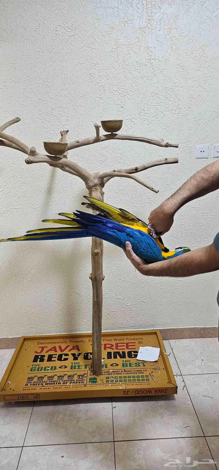 مكاو بلو اند قولد 6