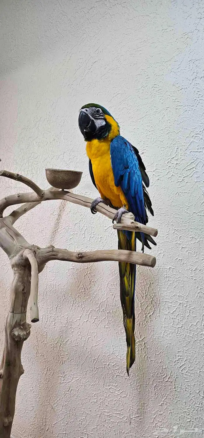 مكاو بلو اند قولد 1