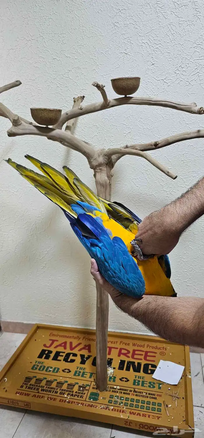 مكاو بلو اند قولد 4