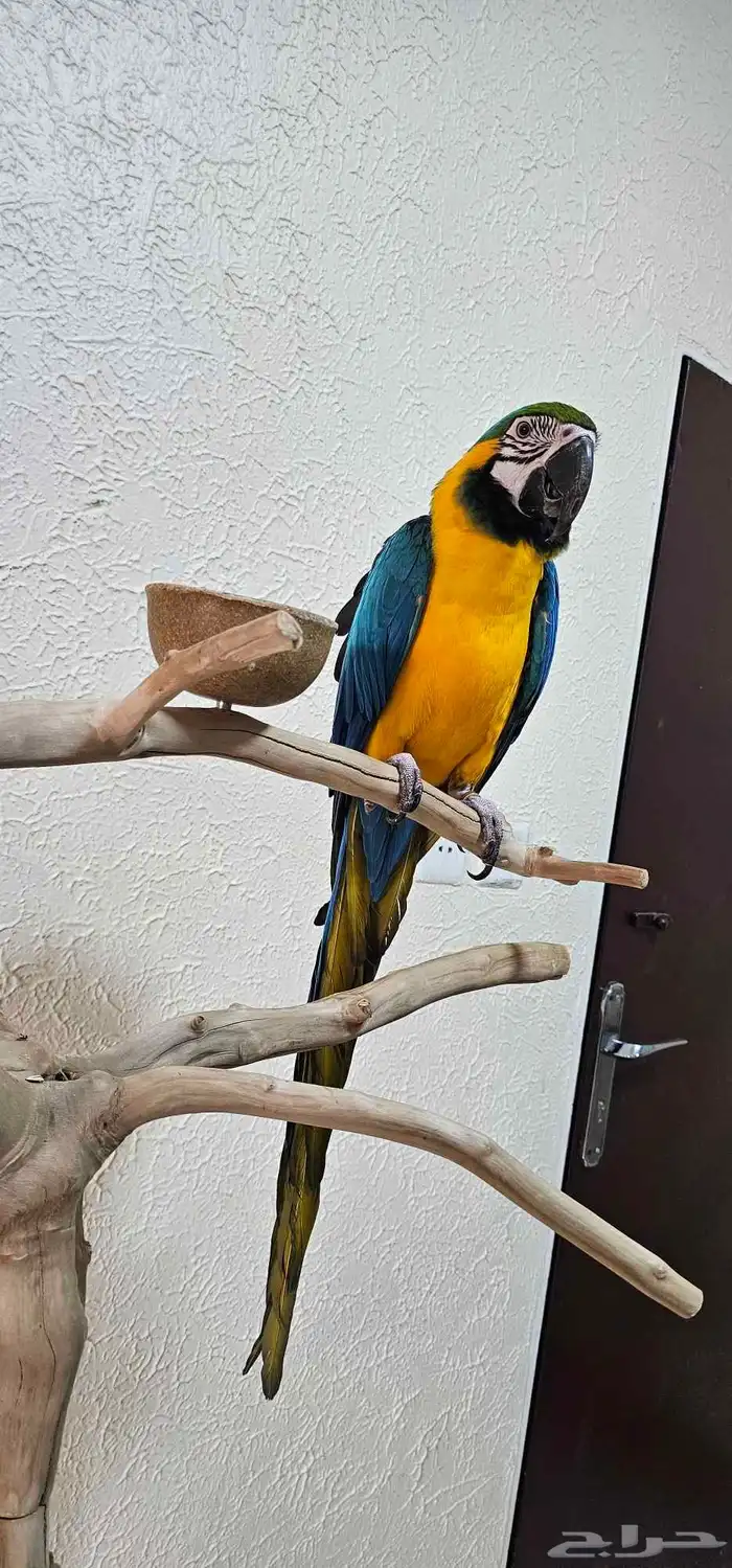 مكاو بلو اند قولد 0