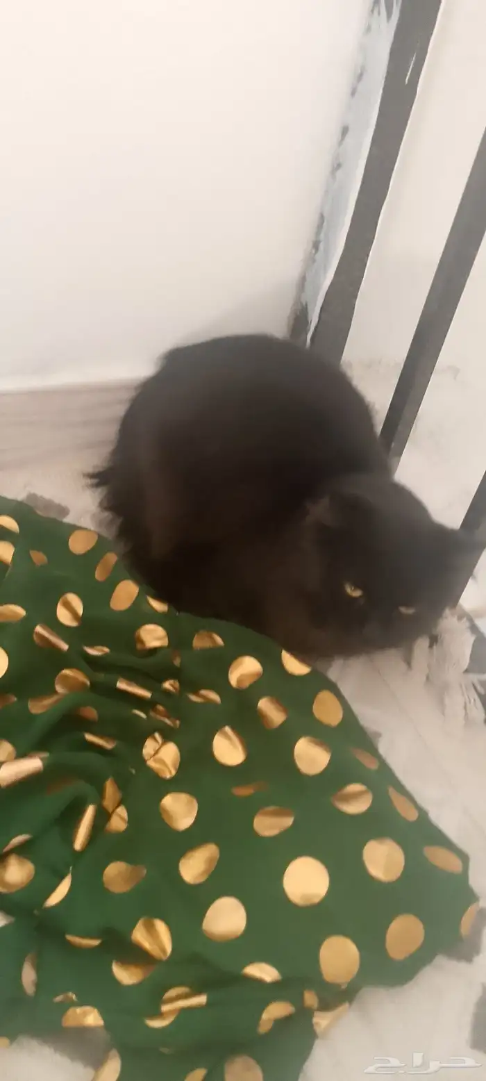 قط شيرازي عمر 4 اشهور لتبني 1