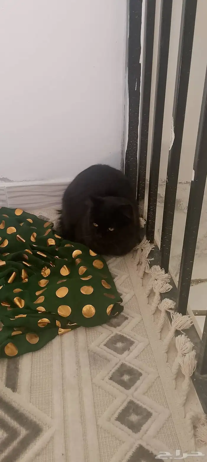 قط شيرازي عمر 4 اشهور لتبني 0