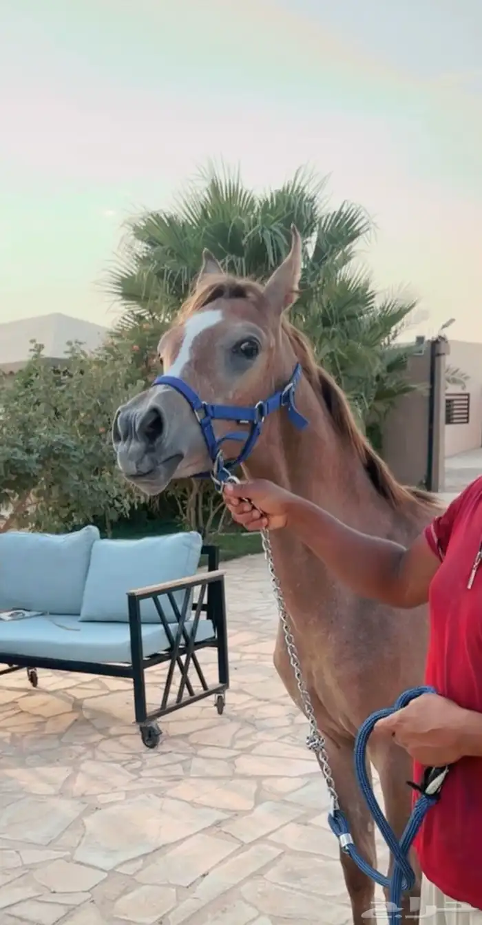 مهره شعبيه فاخره 0