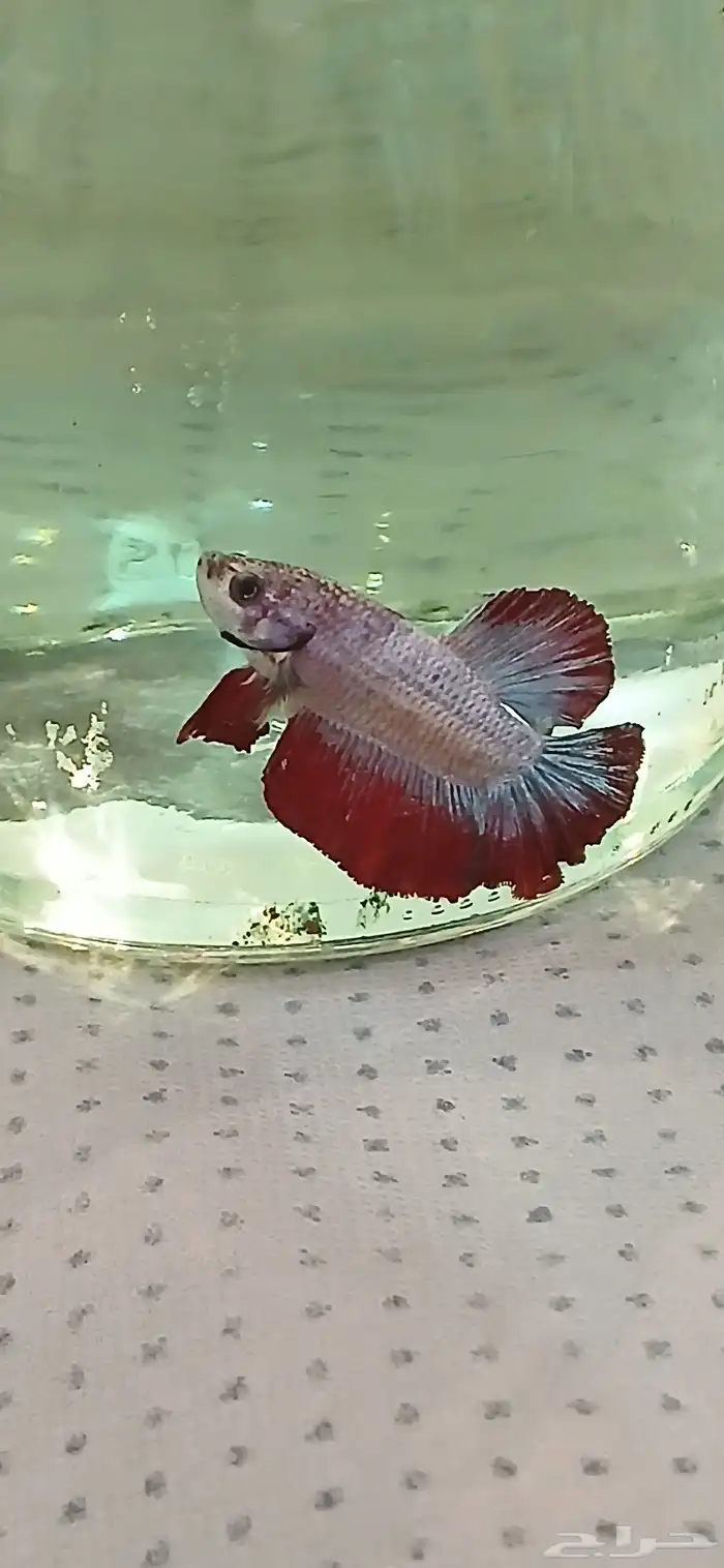 أسماك فايترذكور هاف موون ومنتجه شرررط 5