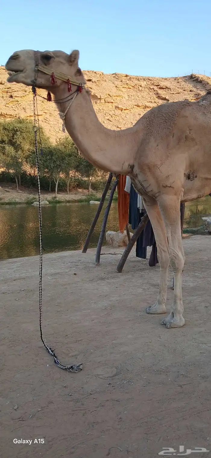 آجار جمال رحول ركبي لي التصوير وا الفعاليات وا المناسبه 5