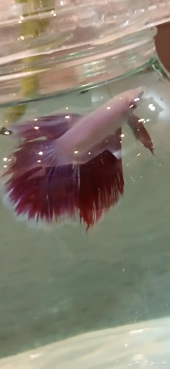 أسماك فايترذكور هاف موون ومنتجه شرررط 4