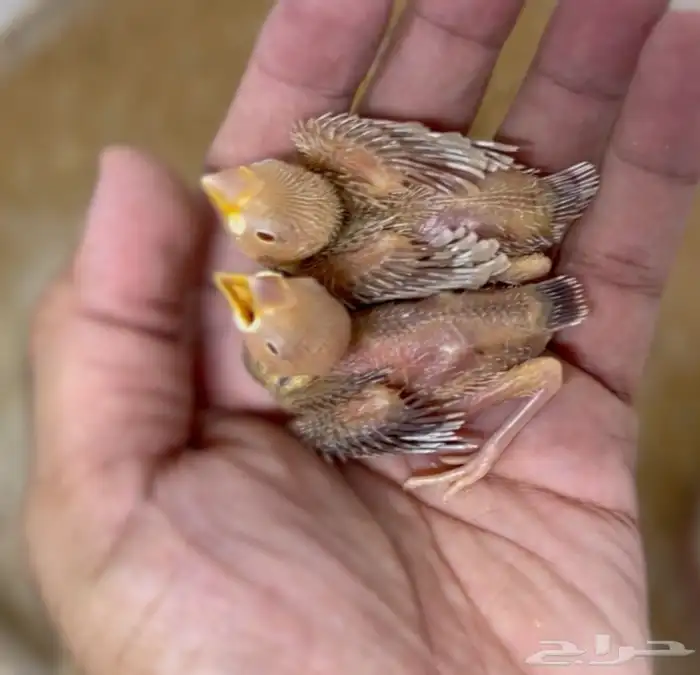 فروخ جاوا كريمي صافي عيون حمر 0