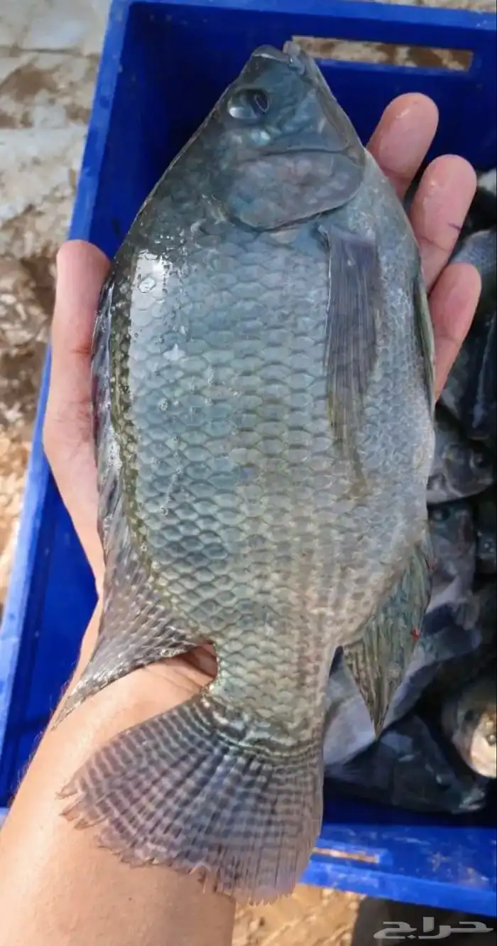 اسماك بلطي كمية محدودة بسعر بلاش 0