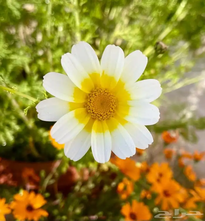 بذور اقحوان البساتين ابيض و اصفر 1