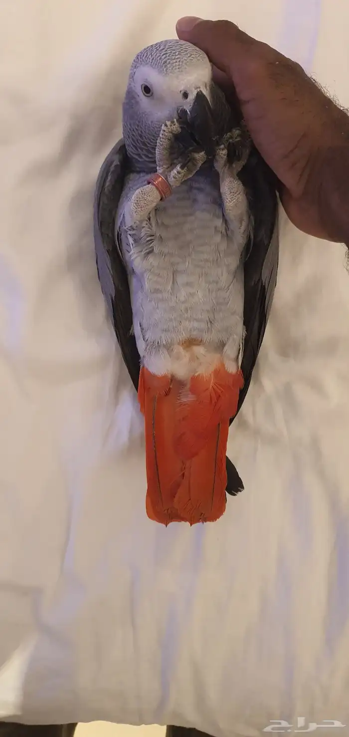 كاسكو للبيع 5