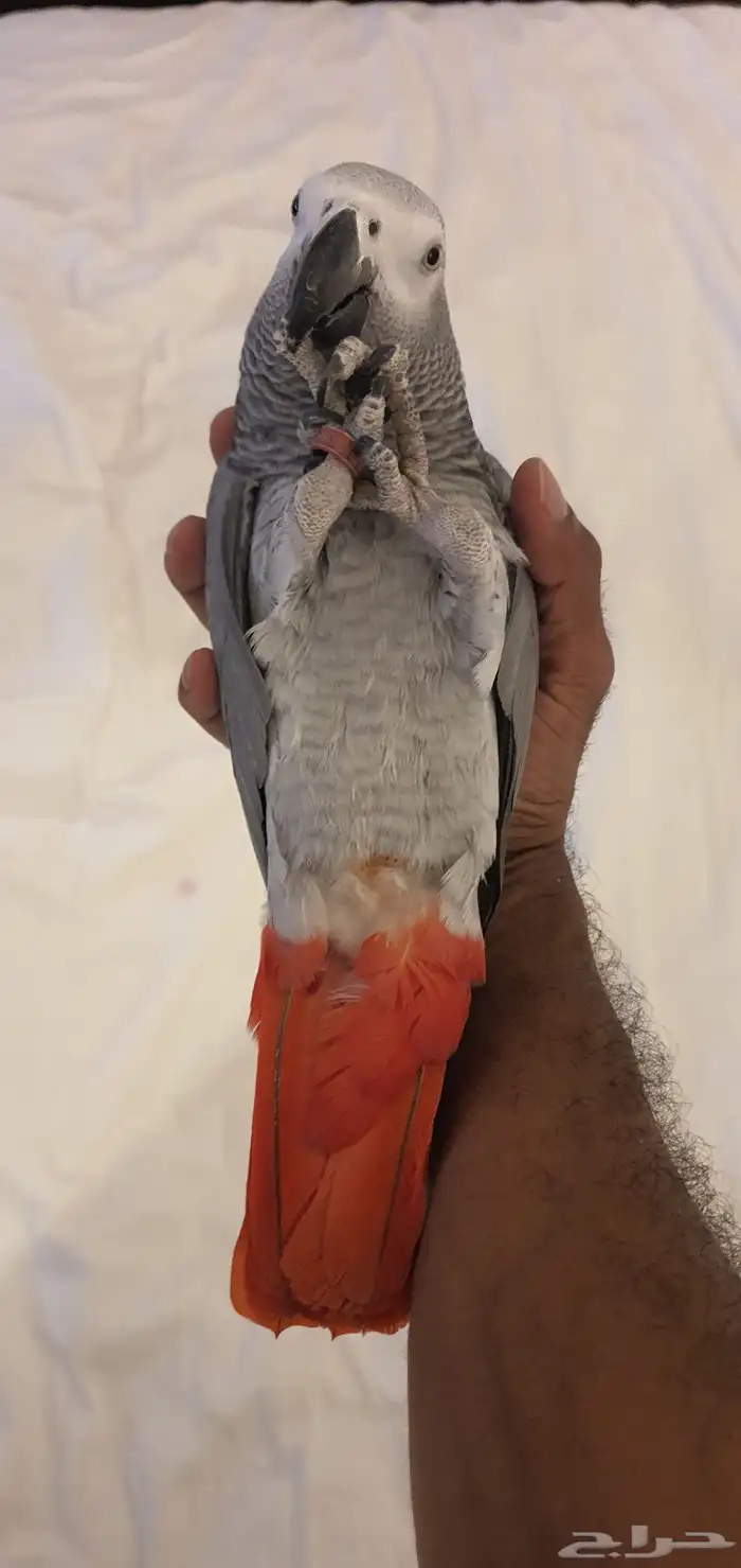 كاسكو للبيع 1