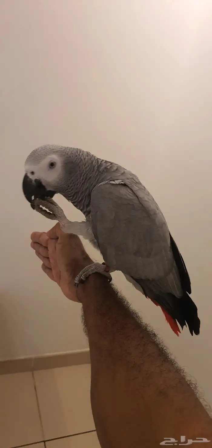 كاسكو للبيع 4