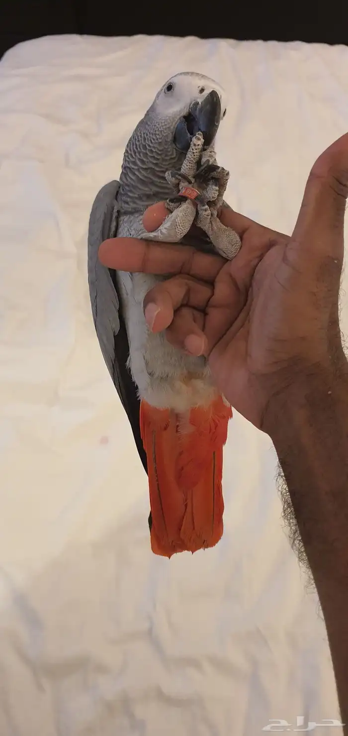 كاسكو للبيع 0