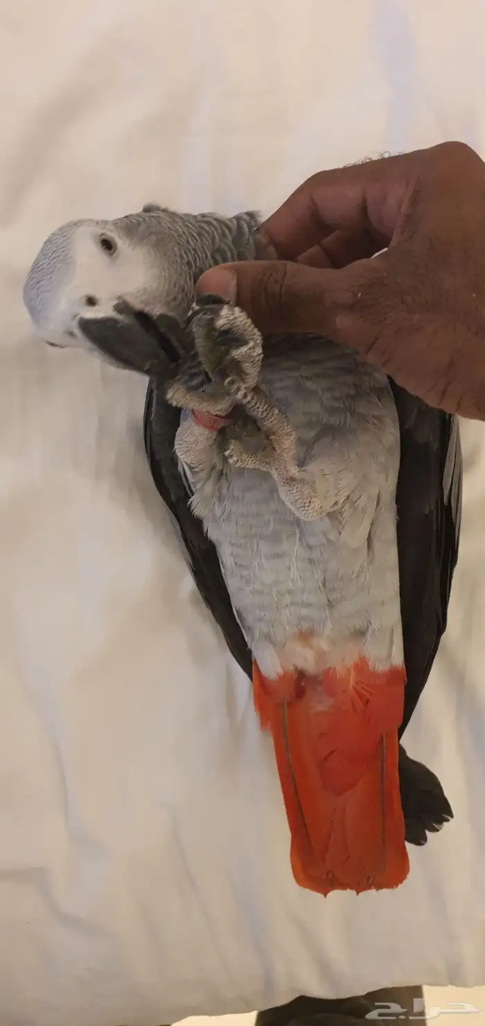 كاسكو للبيع 2