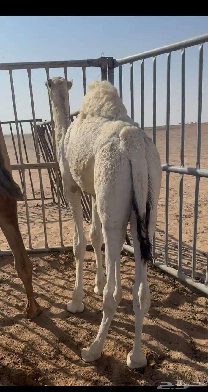 حاشي سمين للبيع 0