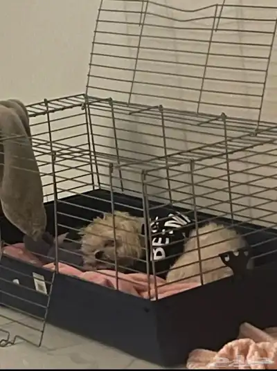 كلب لابيع index