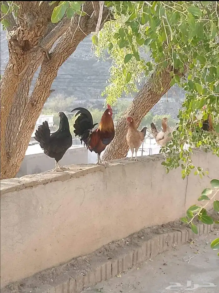 ديك عربي أصيل للبيع 1