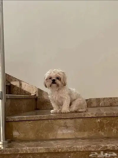 كلب لابيع index