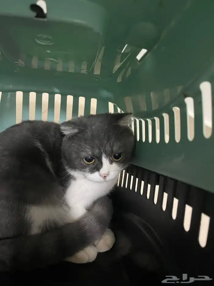 قط ذكر سكوتش فولد للبيع 0