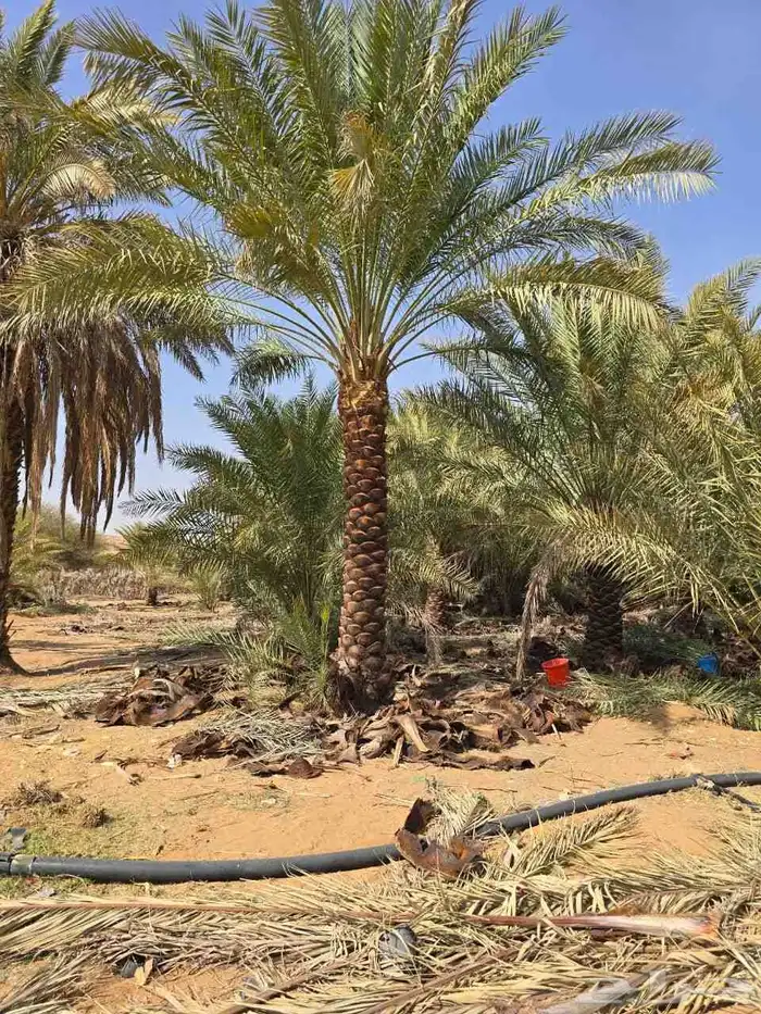 توريد جميع انواع النخيل 3