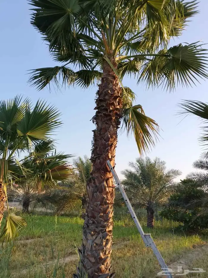 ابوياسين لبيع جميع انواع النخيل البلدي والواشنطن 1