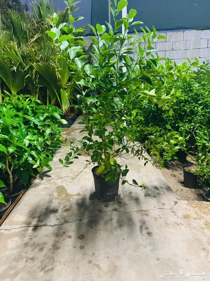 The tree is the long Indian jujube Ziziphus mauritiana or th 2