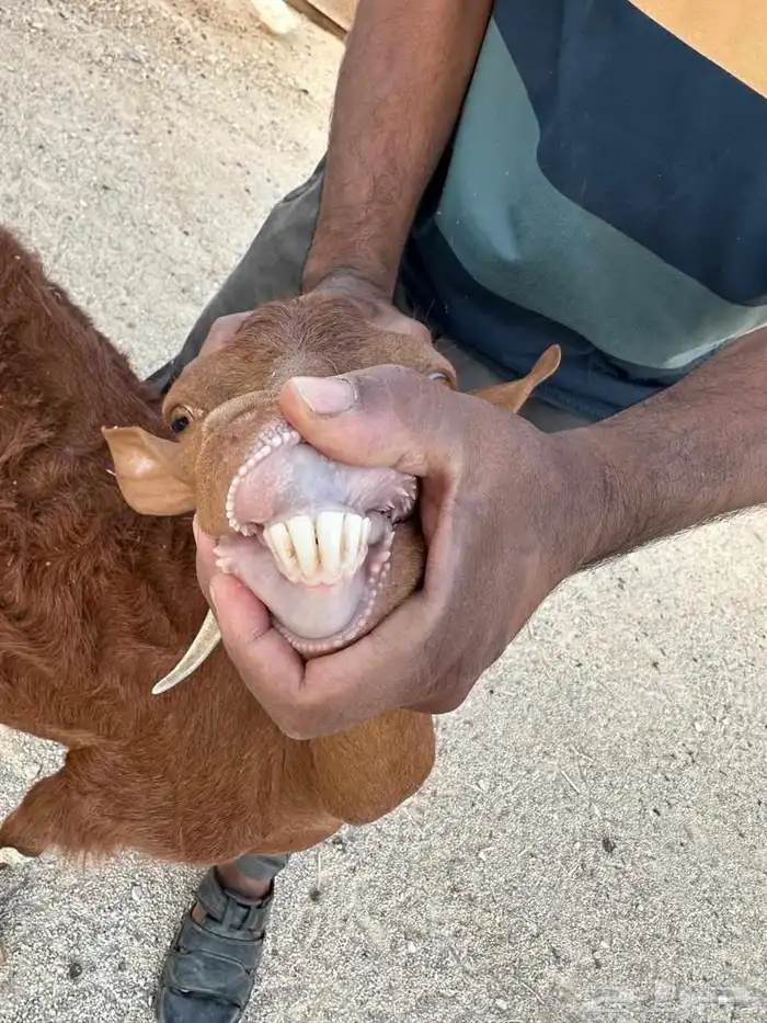 عنزجنوبيه سنها تامه معهاا 2تيوس ابو شهر وزياده 0