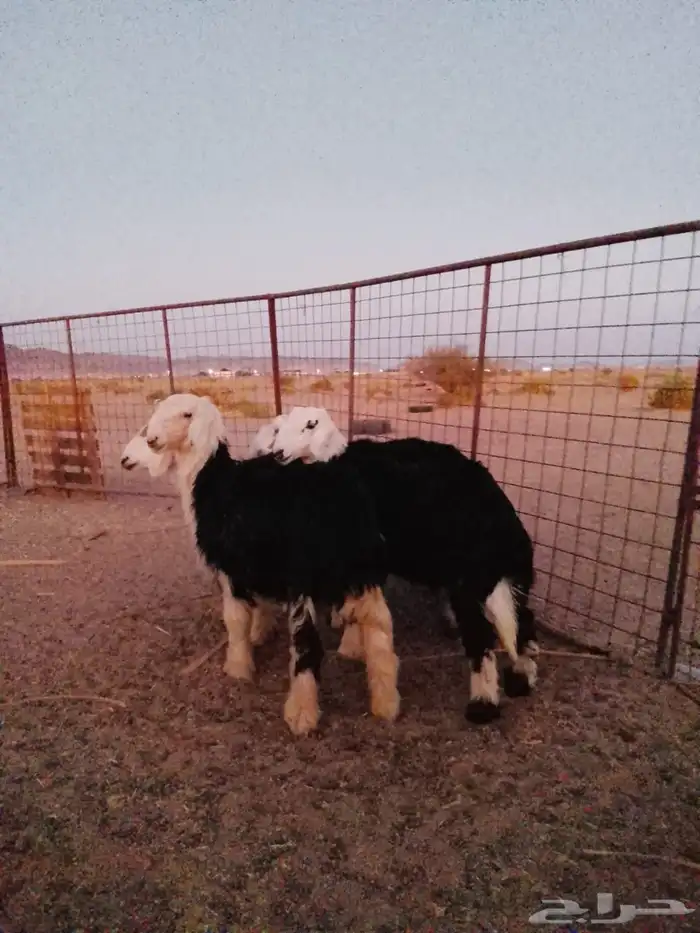 طليان نجد البيع 2