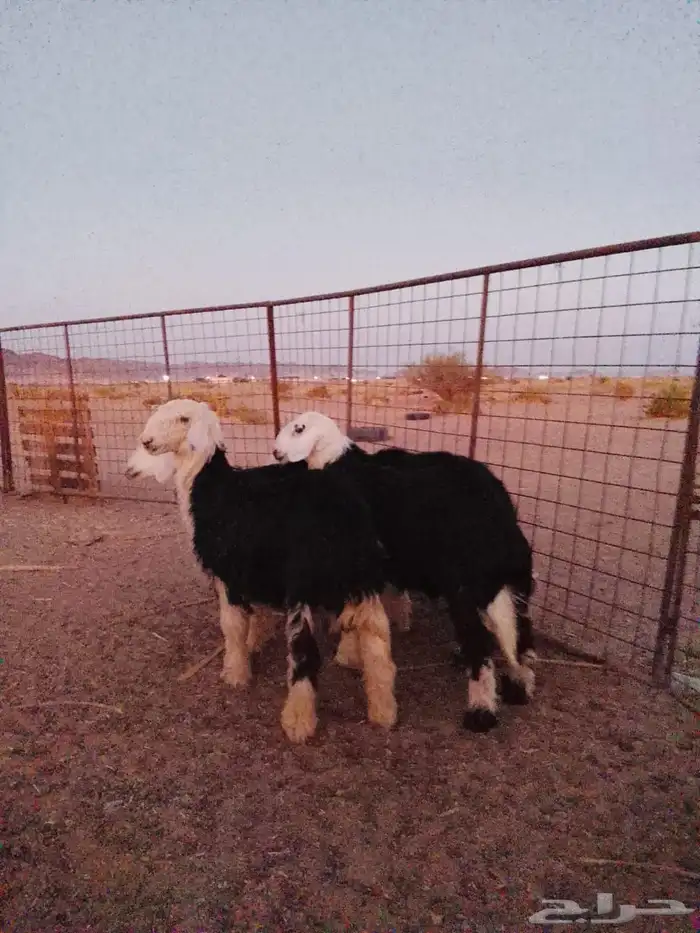 طليان نجد البيع 1