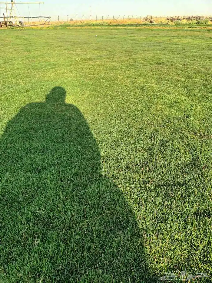 تنسق حدائق 8