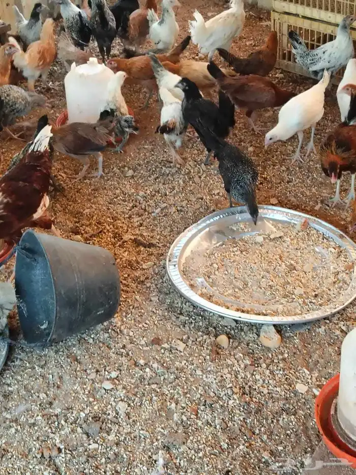 دجاج للبيع الصحه تمام يا 1