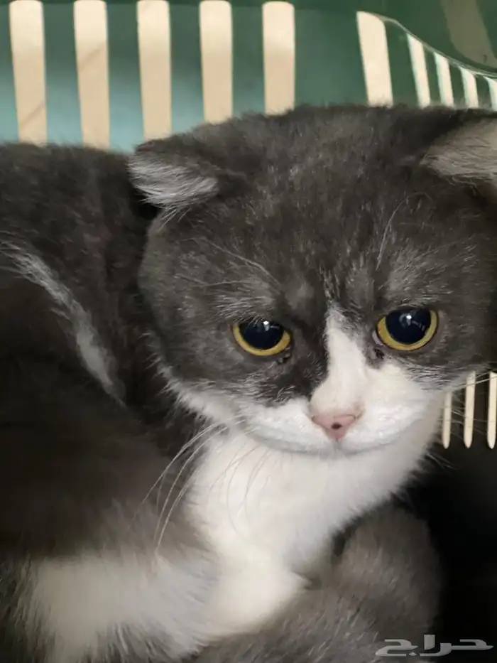 قط ذكر سكوتش فولد للبيع 1