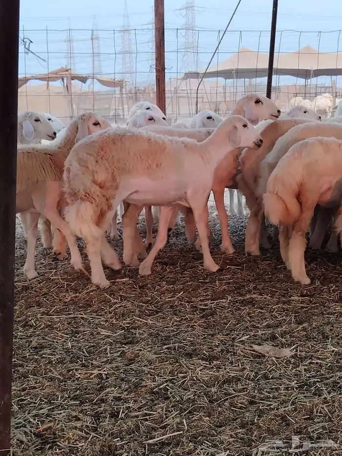 رخال حريه فرش الفحل 0