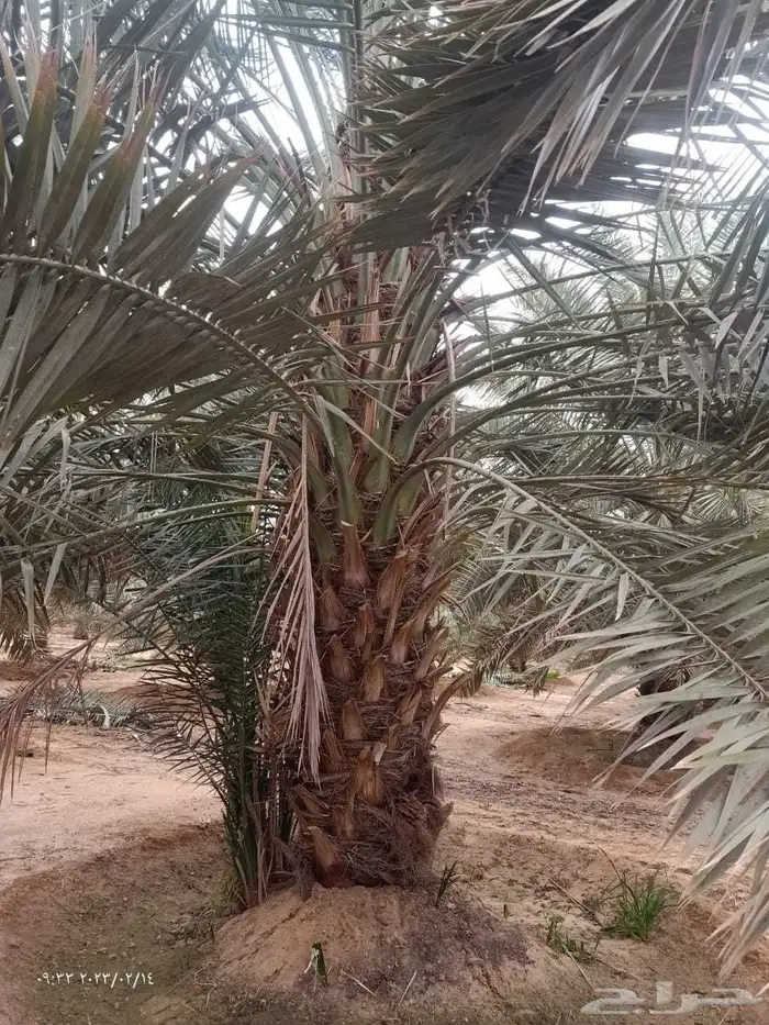 نخل للبيع جثايث وفسائل 0