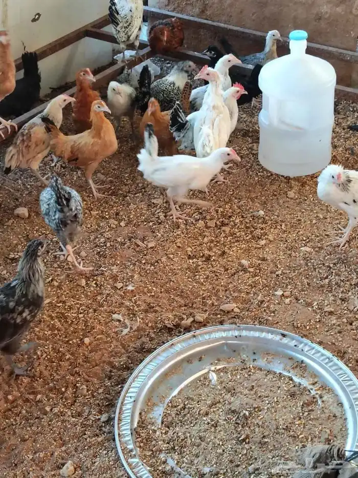 دجاج للبيع الصحه تمام يا 2